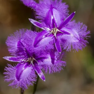 Fringed Lily Wildflower Print Fringed Lily Wildflower Print