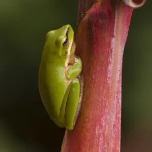 Frog on leaf