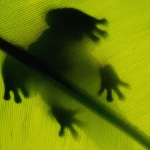 Sombra de rana hoja verde.