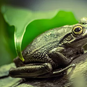 Frog on tree branch