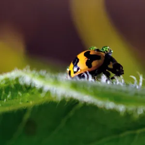 Fungus - eating Ladybird