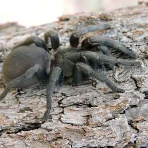 Funnel Web Spider