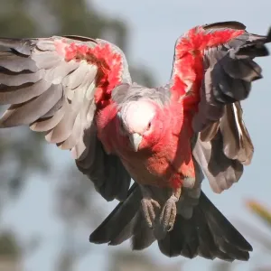 Galah flying