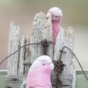 Galah Print - Female Bird Inspecting Garden Ornament