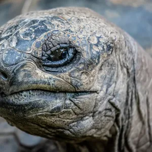galapagos turtle