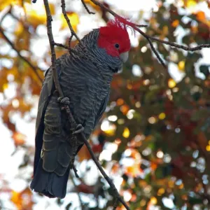 Gang-gang cockatoo (Callocephalon fimbriarum)