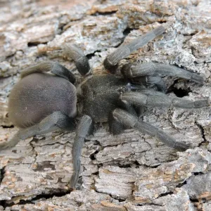Gargantuan spider Gargantuan spider