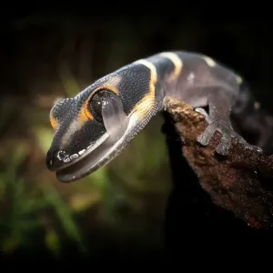Gecko