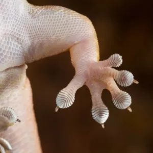Gehyra robusta détail du pied.
