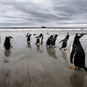 Gentoo Penguins, Falkland Islands (Islas Malvinas), British Overseas Territory