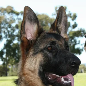 German Shepherd Dog