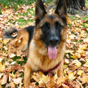 German shepherd dog resting in the autumn leaves