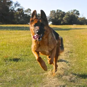 A german shepherd having a run in the park