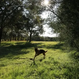A german shepherd having a run in the park
