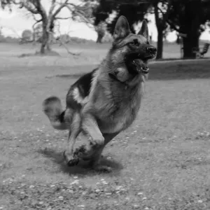 German shepherd running after the ball