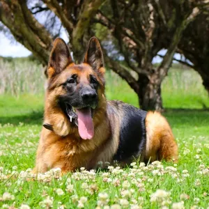 GermanShepherd resting after a big run around the park