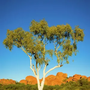 Ghost Gum and Devil's Marbles, Australia