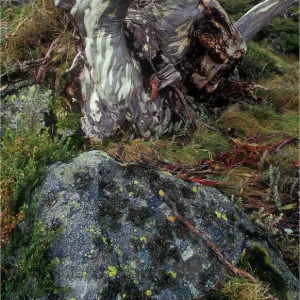 Ghost gum, Snowy mountains of New South Wales, Australia