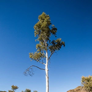 Ghost gum tree. Alice Springs. Australia