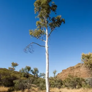 Ghost gum tree. Alice Springs. Australia Ghost gum tree. Alice Springs. Australia