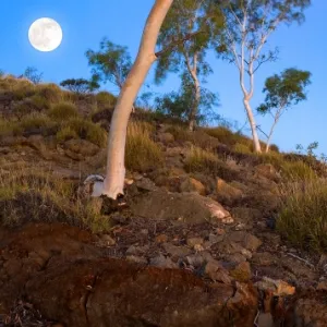 Ghost Gums West Macdonald Ranges NT