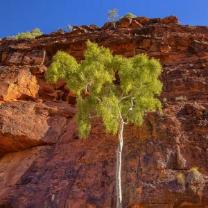 Ghost Gumtree Print, Palm Valley, Finke Gorge National Park Ghost Gumtree Print, Palm Valley, Finke Gorge National Park