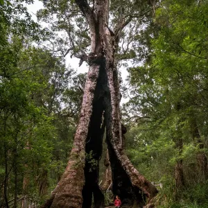 Giant Tingle Tree