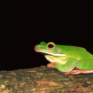 Giant tree frog sitting on a log Giant tree frog sitting on a log