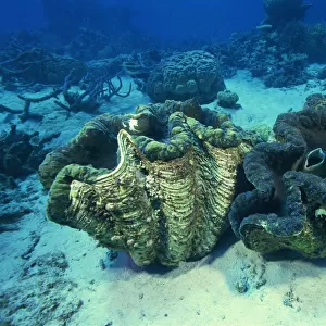 Giant Tridacna Clams underwater