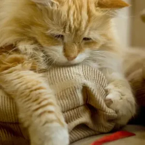 Australian Animal Prints: Cats