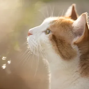 Ginger In the Garden