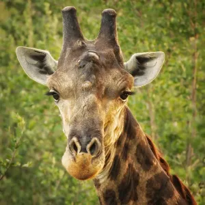 Giraffe Print, Kruger National Park