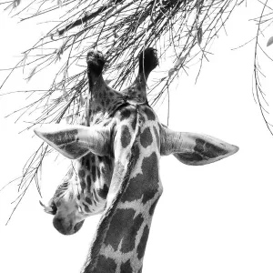Giraffe Print on Leaves Giraffe Print on Leaves