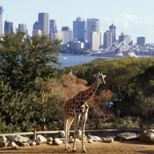 Giraffe in Zoo Giraffe in Zoo