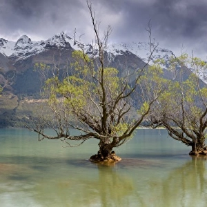 Glenorchy old trees as storm front approaches