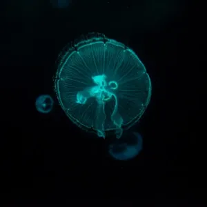 Glowing jelly fish Glowing jelly fish