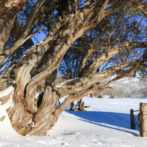 Gnarled old snow gums and gate Gnarled old snow gums and gate