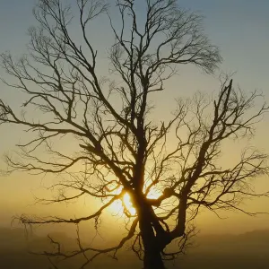 Gnarly Tree Gnarly Tree
