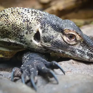 Goanna Goanna