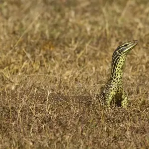 Goanna Goanna