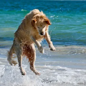 Gold retriever Gold retriever