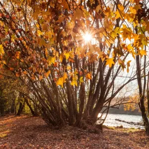 Golden autumn leaves
