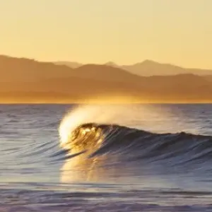 Golden Curl || Byron Bay