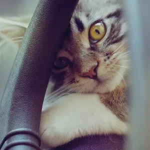Golden Eye