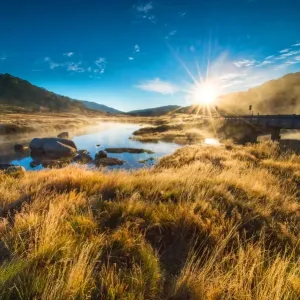 Golden grass
