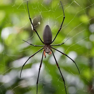Golden orb spider