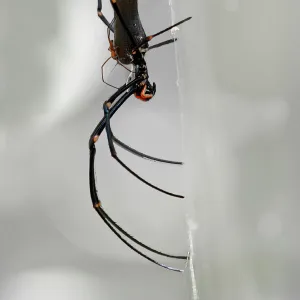 Golden Orb Spider, side view in web