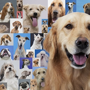 Golden retriever and montage of various dogs