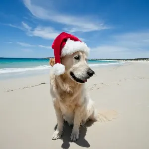 Golden Retriever at pristine beach Golden Retriever at pristine beach