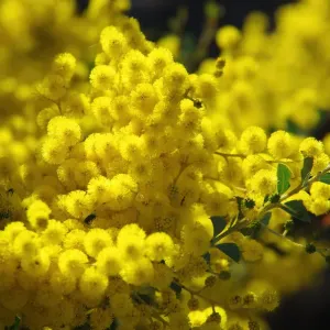 L'arbre de wattle doré en fleur. L'arbre de wattle doré en fleur.
